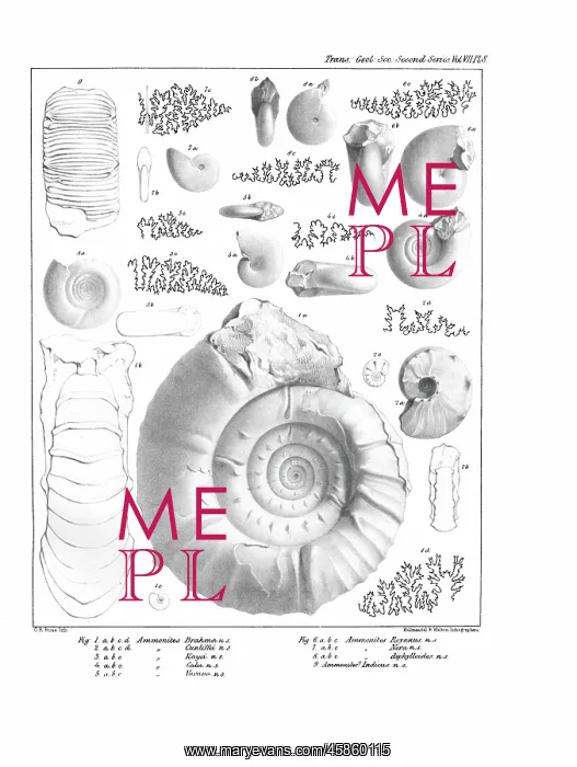  : Ammonites, by C R Bone, printed by Hullmandel and Walton