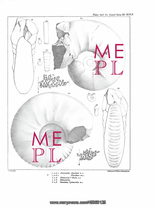 : Ammonites, by C R Bone, printed by Hullmandel and Walton : Ammonites, by C R Bone, printed by Hullmandel and Walton