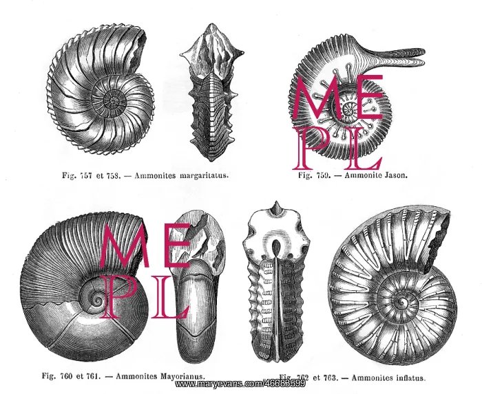 : Four ammonites : Four ammonites