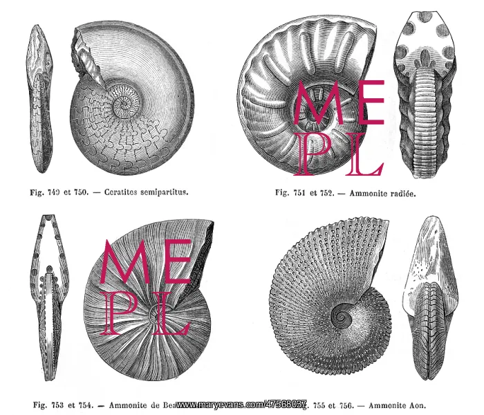 : Ammonites. Four fossils: ammonities(including a Beaumont ammonite) and a ceratite : Ammonites. Four fossils: ammonities(including a Beaumont ammonite) and a ceratite