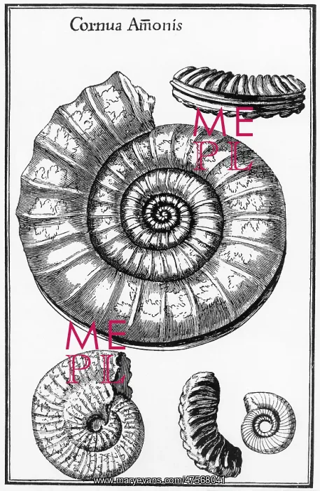 : Ammonites: fossilized cephalopods : Ammonites: fossilized cephalopods