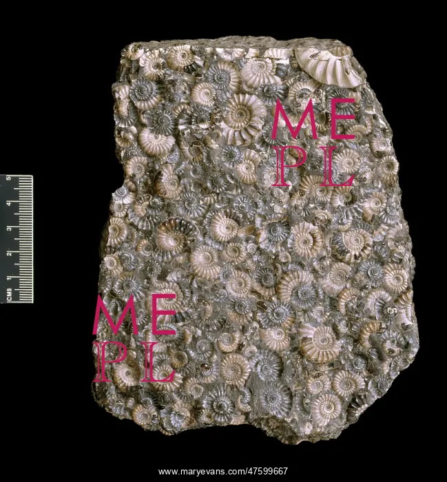 : Ammonites. Asteroceras and promicroceras ammonites, large and small shelled ammonites : Ammonites. Asteroceras and promicroceras ammonites, large and small shelled ammonites
