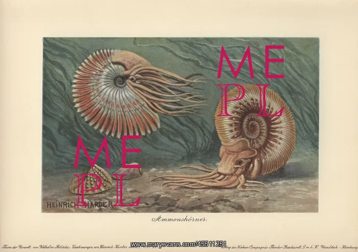 : Ammonites, extinct group of marine animals : Ammonites, extinct group of marine animals