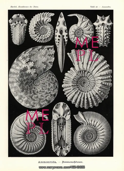 : Ammonitida or extinct fossil ammonites : Ammonitida or extinct fossil ammonites