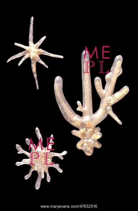 : Amoeba proteus, amoebae : Amoeba proteus, amoebae
