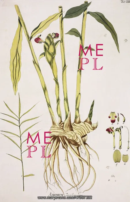: Amomum zingiber Linn. ginger : Amomum zingiber Linn. ginger