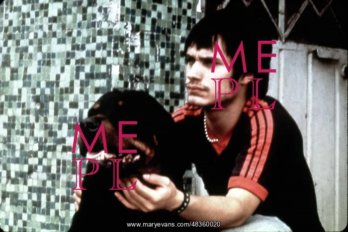 : Amores Perros : Amores Perros
