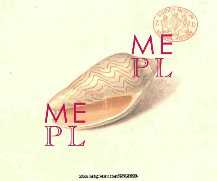 : Amoria undulata, wavy volute : Amoria undulata, wavy volute