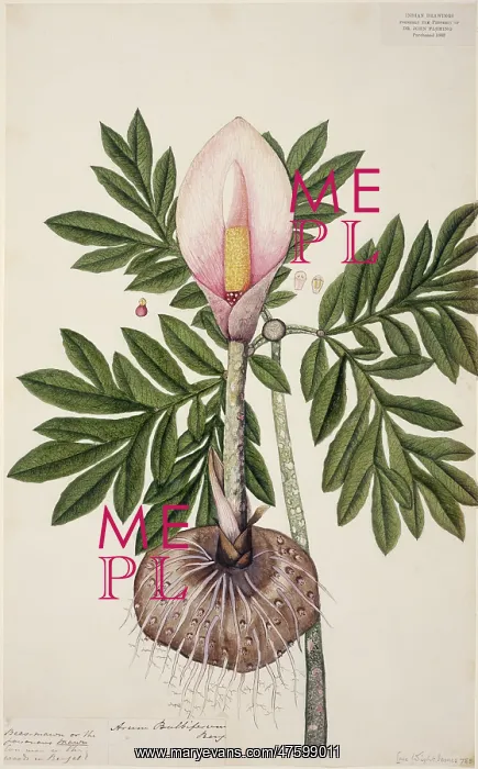 : Amorphophallus bulbifer, voodoo lily : Amorphophallus bulbifer, voodoo lily