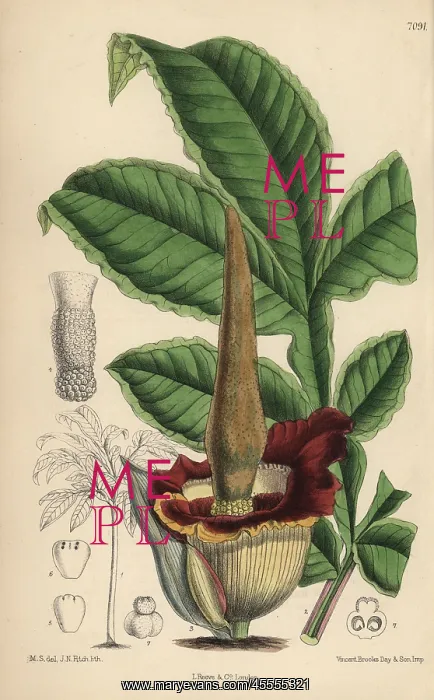 : Amorphophallus eichleri, voodoo lily native : Amorphophallus eichleri, voodoo lily native