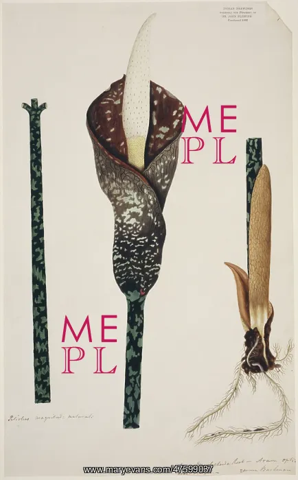 : Amorphophallus muelleri : Amorphophallus muelleri