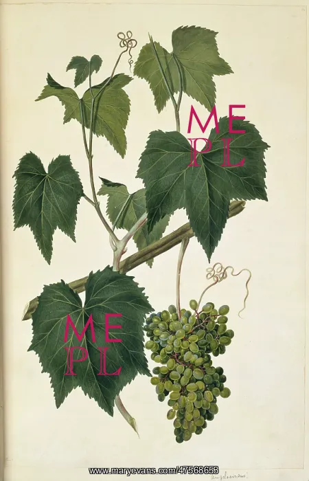 : Ampelocissus arachnoidea : Ampelocissus arachnoidea