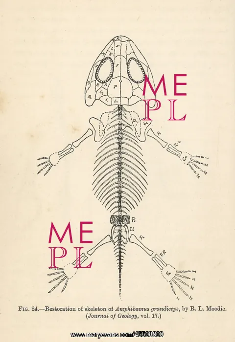 : Amphibamus grandiceps : Amphibamus grandiceps