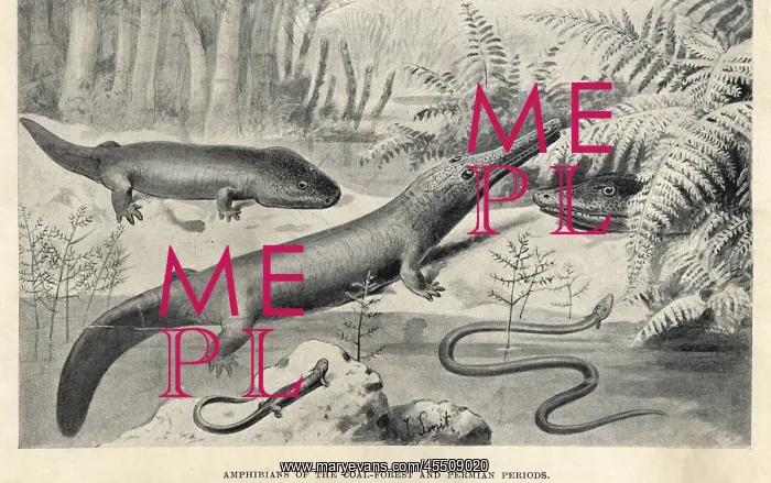  : Amphibians of the Permian period