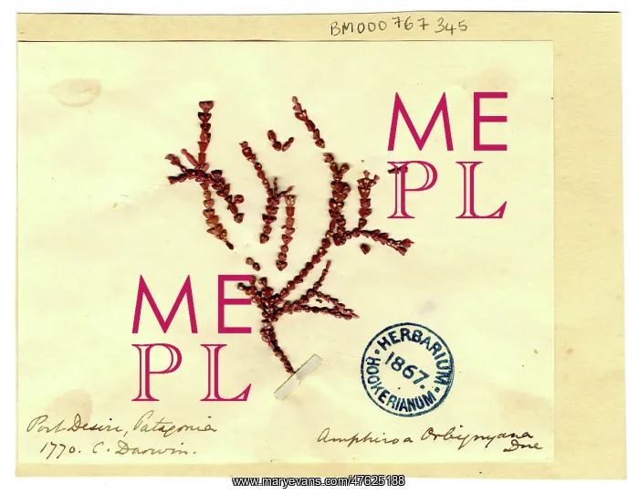: Amphiroa orbignyana, coralline red algae : Amphiroa orbignyana, coralline red algae