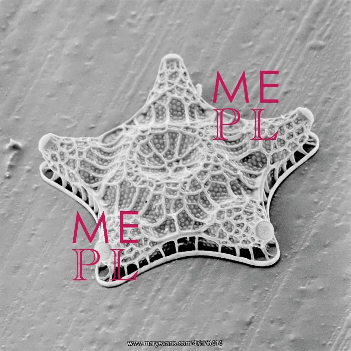 : Amphitetras, diatom : Amphitetras, diatom