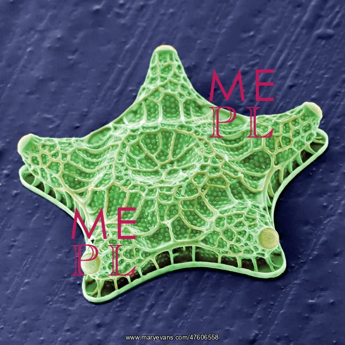: Amphitetras, diatom : Amphitetras, diatom