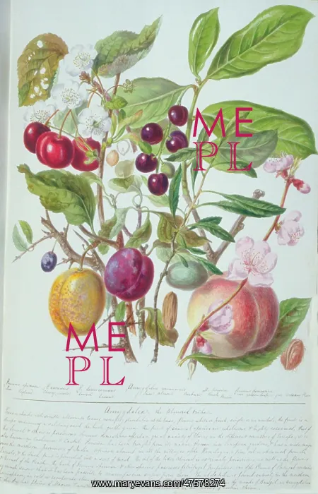 : Amygdalus sp. almond : Amygdalus sp. almond