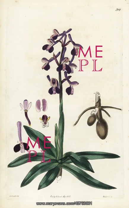 : Anacamptis morio subsp. longicornu : Anacamptis morio subsp. longicornu