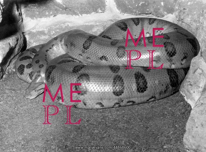 : ANACONDA. An Anaconda, an aquatic boa snake, which can be found in the : ANACONDA. An Anaconda, an aquatic boa snake, which can be found in the