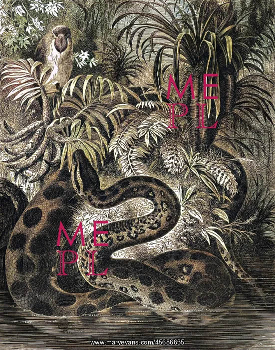  : Anaconda. An Anaconda, an aquatic boa snake, which can be found in the