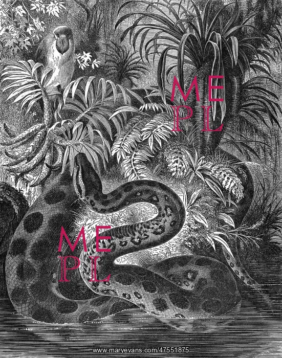  : Anaconda. An Anaconda, an aquatic boa snake, which can be found in the