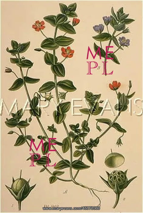  : ANAGALLIS ARVENSIS