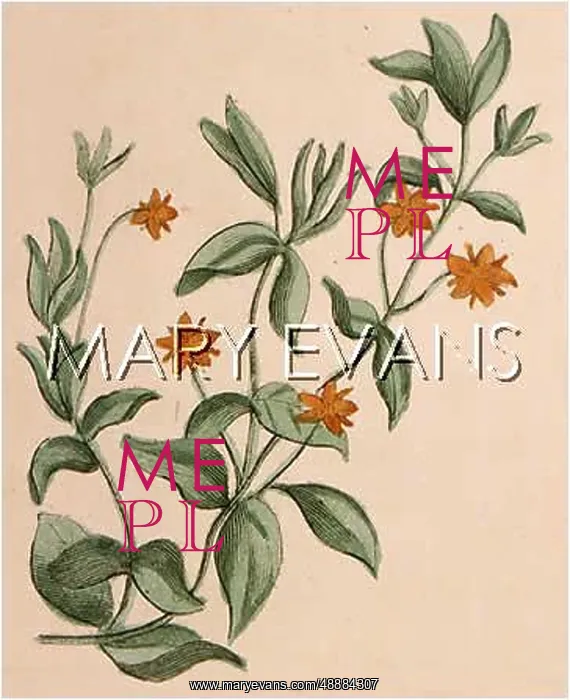  : ANAGALLIS ARVENSIS