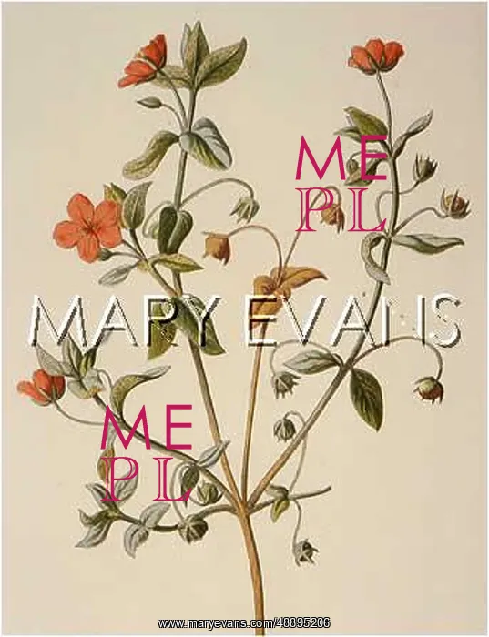  : ANAGALLIS ARVENSIS