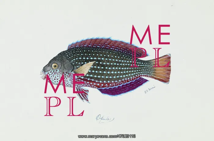 : Anampses cuvier, pearl wrasse : Anampses cuvier, pearl wrasse