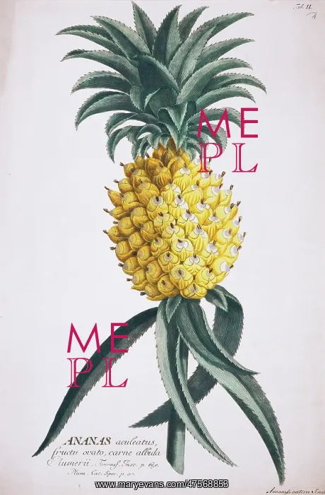 : Ananas aculeatus, pineapple : Ananas aculeatus, pineapple