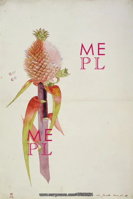  : Ananas comosus, pineapple