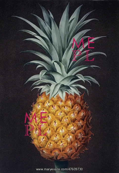 : Ananas comosus, pineapple : Ananas comosus, pineapple