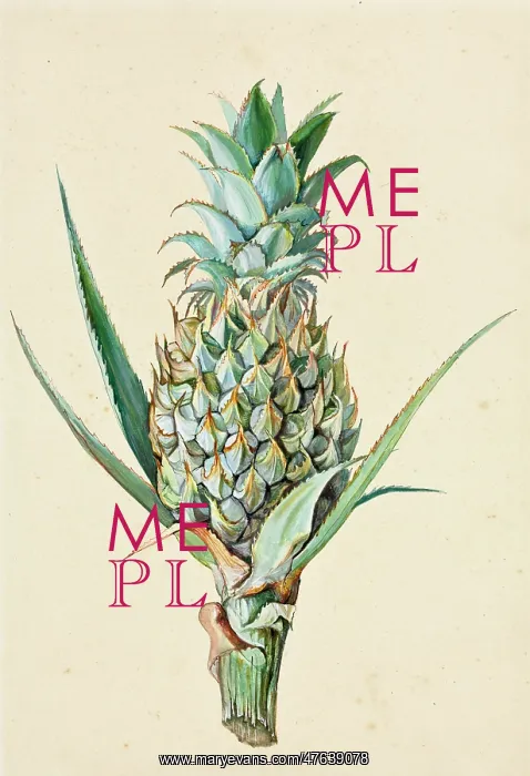 : Ananas comosus, Pineapple : Ananas comosus, Pineapple