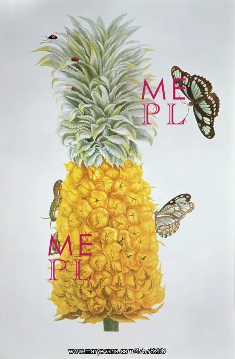  : Ananas comosus (pineapple) & Philaethria dido