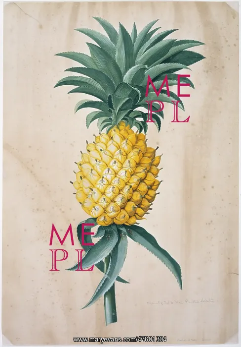 : Ananas sativas : Ananas sativas