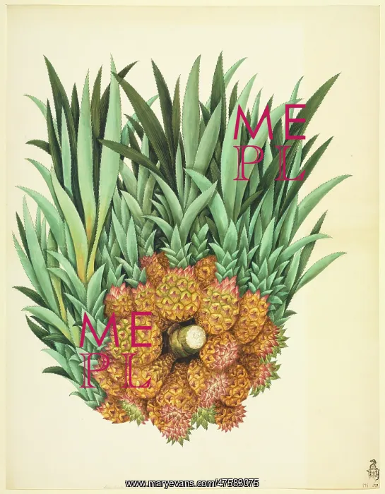 : Ananas sp. Plate 929 from the John Reeves Collection of Botanical Drawings : Ananas sp. Plate 929 from the John Reeves Collection of Botanical Drawings