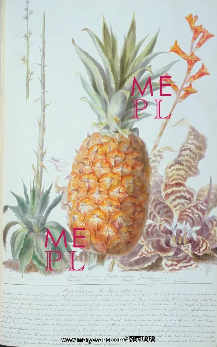 : Ananas sp. pineapple : Ananas sp. pineapple