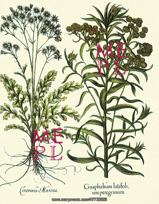 : Anaphalis margaritacea, Senecio bicolor : Anaphalis margaritacea, Senecio bicolor