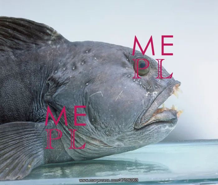 : Anarhichas lupus, Atlantic catfish : Anarhichas lupus, Atlantic catfish