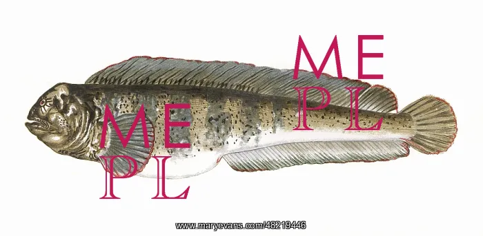 : Anarhichas lupus, or Atlantic Wolffish : Anarhichas lupus, or Atlantic Wolffish