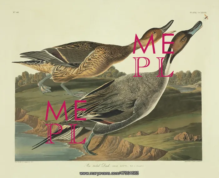 : Anas acuta, northern pintail : Anas acuta, northern pintail