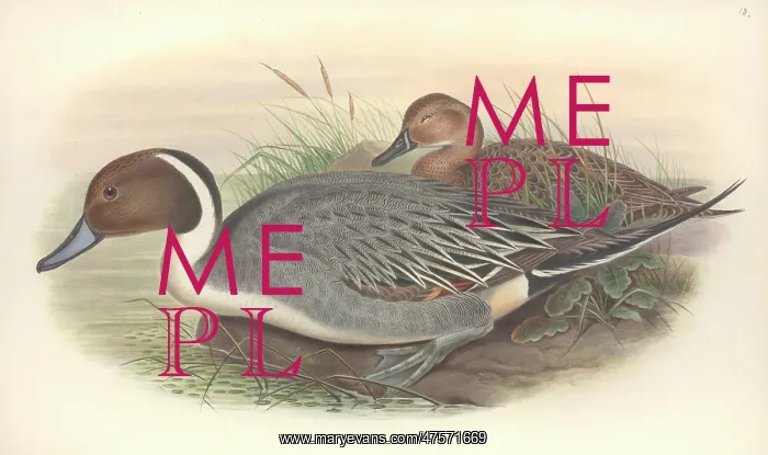 : Anas acuta, northern pintail : Anas acuta, northern pintail