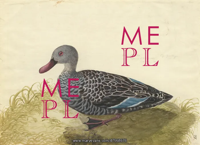 : Anas capensis, Cape teal : Anas capensis, Cape teal