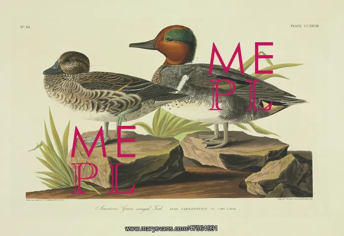 : Anas crecca, common teal : Anas crecca, common teal