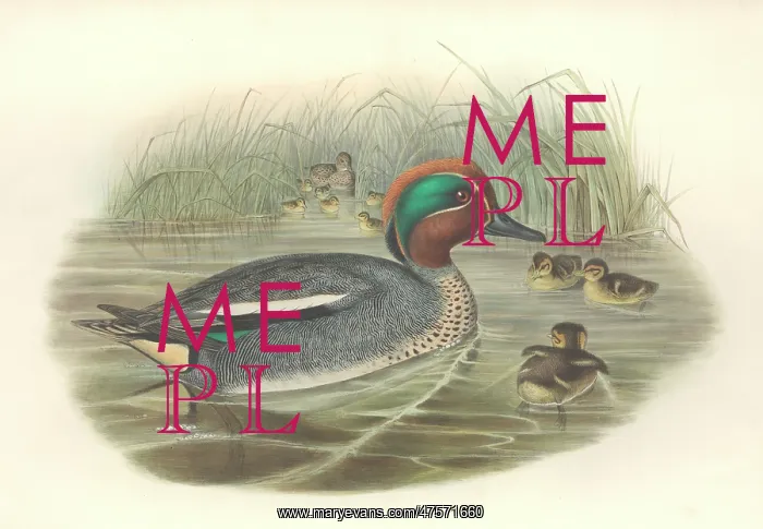 : Anas crecca, common teal : Anas crecca, common teal