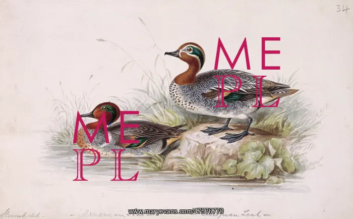 : Anas crecca, common teal : Anas crecca, common teal