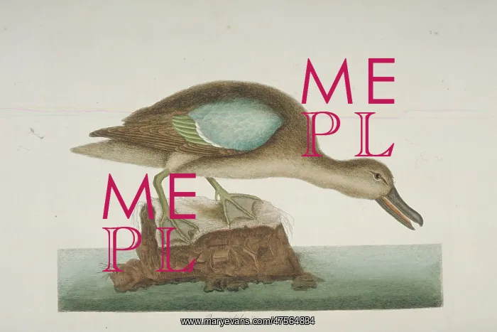 : Anas discors, blue-winged teal : Anas discors, blue-winged teal