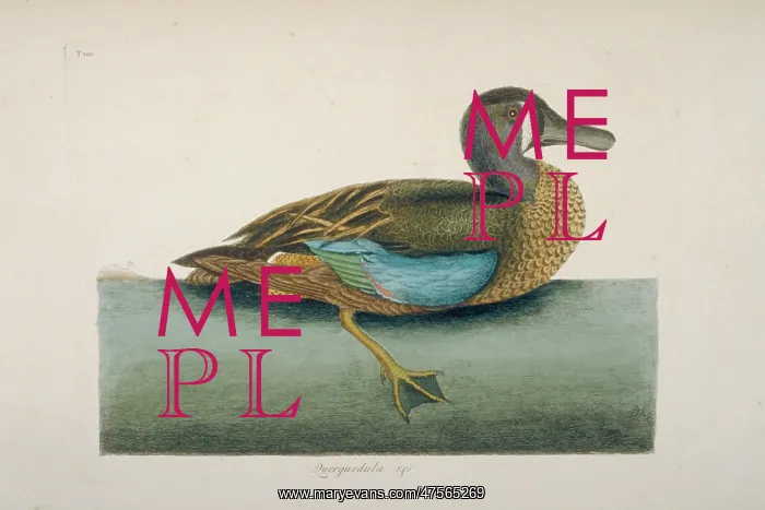 : Anas discors, blue-winged teal : Anas discors, blue-winged teal