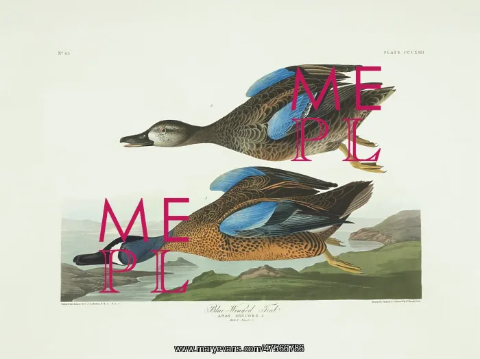 : Anas discors, blue-winged teal : Anas discors, blue-winged teal